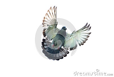 full body of homing pigeon bird hovering isolated white background Stock Photo