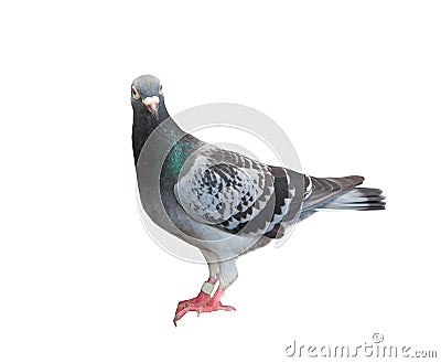 Full body of homing pigeon bird isolated white background Stock Photo