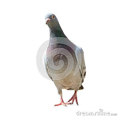 Full body of homing pigeon bird isolated white background Stock Photo