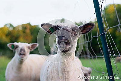 Lamb looking with head up Stock Photo