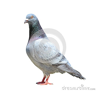 Full body of male homing pigeon bird isolated white background Stock Photo