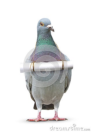 full body of pigeon bird and paper letter message hanging on breast for communication theme Stock Photo