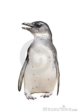 Full body portrait of penguin isolated on white Stock Photo