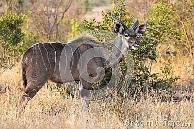 Full body profile portrait of young adult male lesser Kudu, Tragelaphus imberbis, in African landscape eating leaves off a shrub i Stock Photo