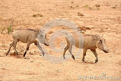 South African Warthogs running in a game park Stock Photo