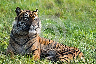 A Sumatran Tiger sitting alone. Stock Photo