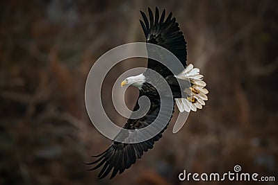 Full body view of Bald Eagle flying above the Susquehanna River in Maryland Stock Photo