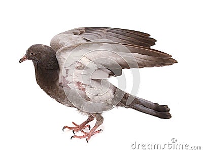 Full body of speed flying racing pigeon isolated white background Stock Photo