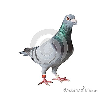 full body of speed racing homing pigeon isolated white background Stock Photo