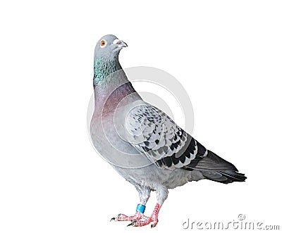 Full body of speed racing pigeon bird isolated white background Stock Photo