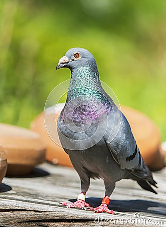 Full body of speed racing pigeon bird standing in green garden Stock Photo