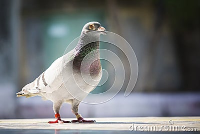 Full body of speed racing pigeon standing against blur background Stock Photo