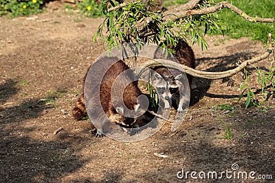 Full body of two common raccoons Stock Photo