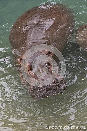 Full body view of hippo Stock Photo