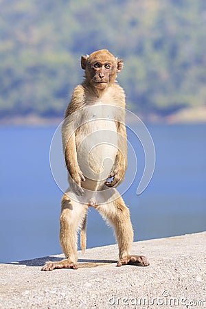 Full body of young male natural wild Rhesus macaque monkey stand Stock Photo