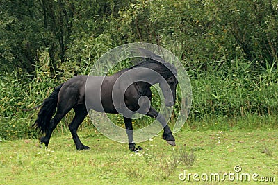 Full canter Stock Photo