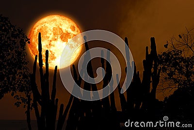 full cold blood moon on night sky and white cloud and silhouette cactus and desert plant tree Stock Photo