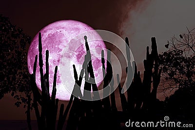 full cold pink moon on night sky and white cloud and silhouette cactus and desert plant tree Stock Photo