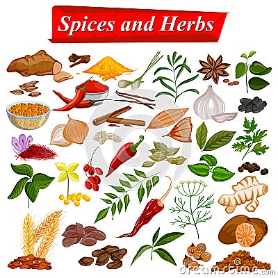 Full collection of aromatic Spices and Herbs used for cooking Vector Illustration