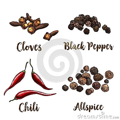 Full color realistic sketch illustration of allspice, cloves, black pepper and chili Vector Illustration