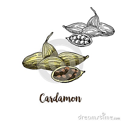 Full color realistic sketch illustration of cardamon Vector Illustration