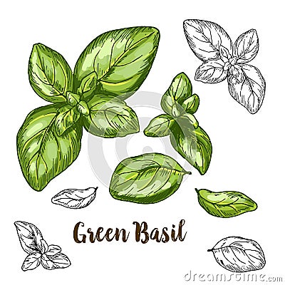 Full color realistic sketch illustration of green basil Vector Illustration