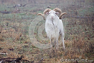 Full curl Texas Dall ram Stock Photo