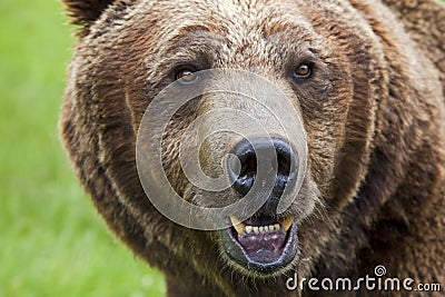 Full face view closeup grizzly brown bear teeth Stock Photo