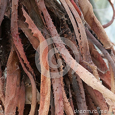 Full frame background of old brown decaying aloe vera foliage Stock Photo