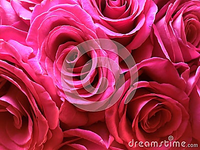 Pink roses Stock Photo