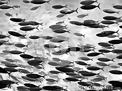 Full Frame Black White School Tropical Fish Stock Photo