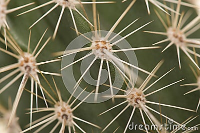 Full frame close up of prickly thorn of a green cactus Stock Photo