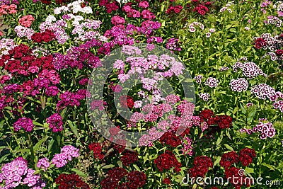 Dianthus Stock Photo