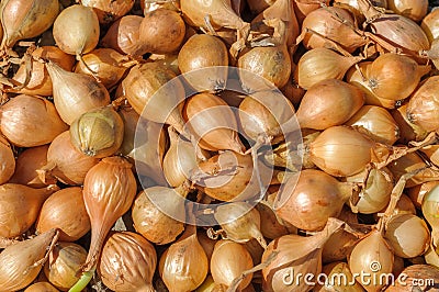 Yellow onion seedlings in spring Stock Photo