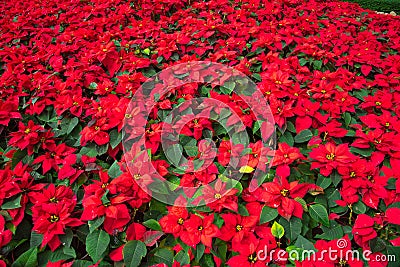 Full frame display of blooming poinsettia at garden bed, ornamental seasonal flower well known for its red and green foliage and Stock Photo