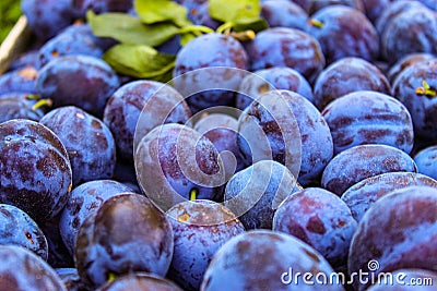 Full frame of fruit plums, prunus domestica Stock Photo