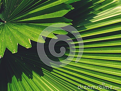 Full frame of Green palm leaf plant is beautiful background Stock Photo