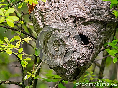 Wasp Nest Hanging in Tree, Full Frame Stock Photo