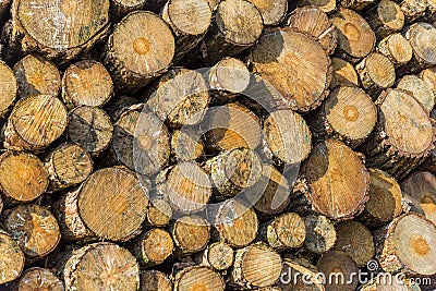 Lumber wood Stock Photo