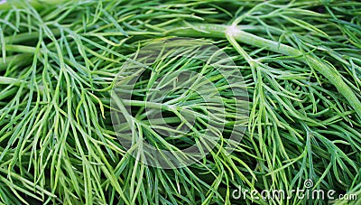 Full frame macro closeup of fresh natural dill herb tips Stock Photo