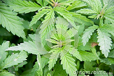 Full frame of marijuana foliage, background wallpaper Stock Photo