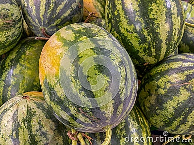 Full frame photo of stripped green watermelons for backgrounds concept Stock Photo