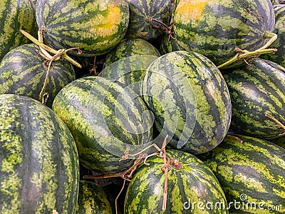 Full frame photo of stripped watermelons at fruit market Stock Photo