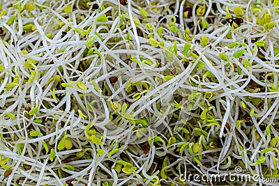 A full frame photograph of alfalfa and broccoli sprouts Stock Photo