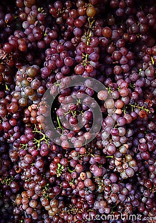 Full frame red wines grapes, Moravia, Czech republic. Stock Photo