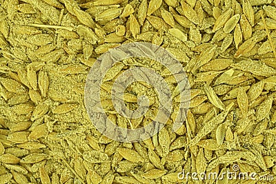 Full frame of rotten barley grains. Moldy barley grains. Mycotoxins - rotten barley grains. Rotten corn grains Stock Photo