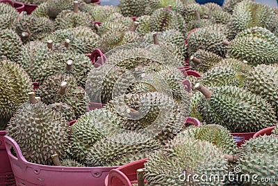 Durain the king of fruits in thailand market. Stock Photo