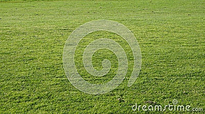Green grass field Stock Photo