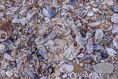 Seashells washed up on a beach Stock Photo