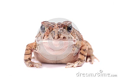 Full frontal of a toad isolated Stock Photo